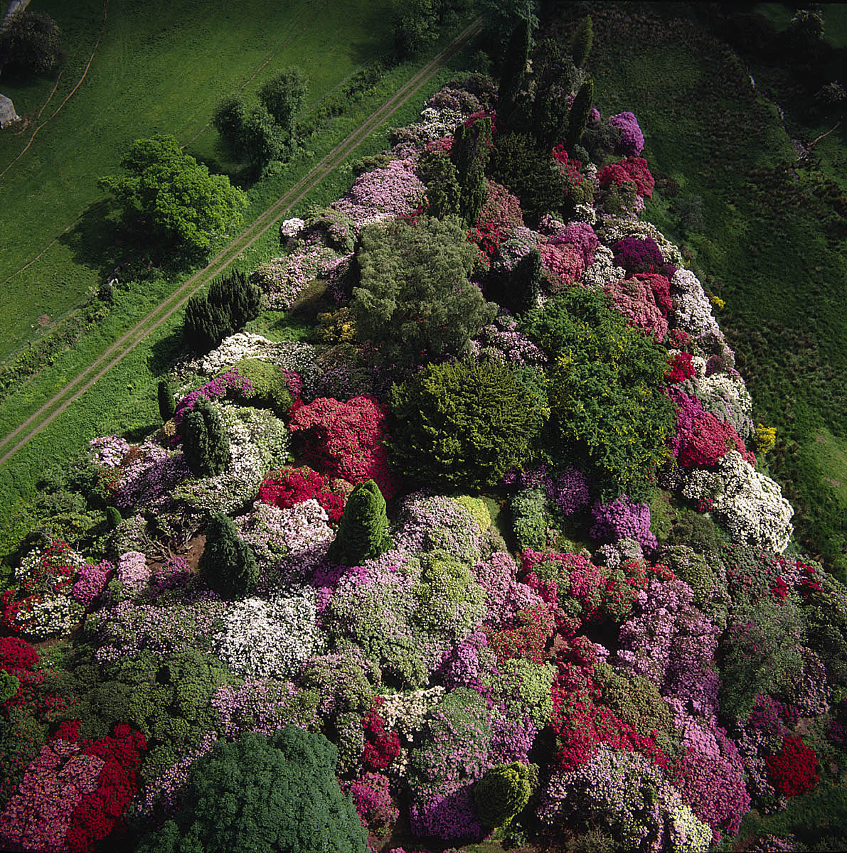 Rhodedendron Garden